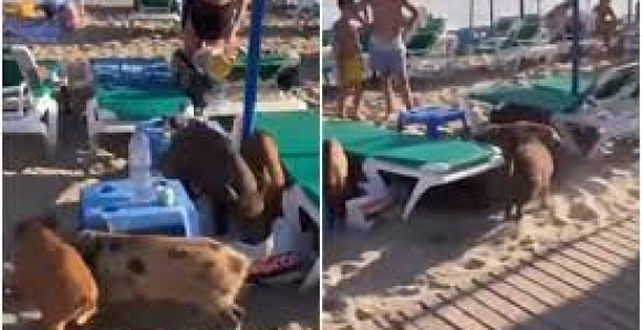 Španija: Sunce, more i neobični gosti na plaži