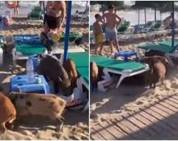 Španija: Sunce, more i neobični gosti na plaži