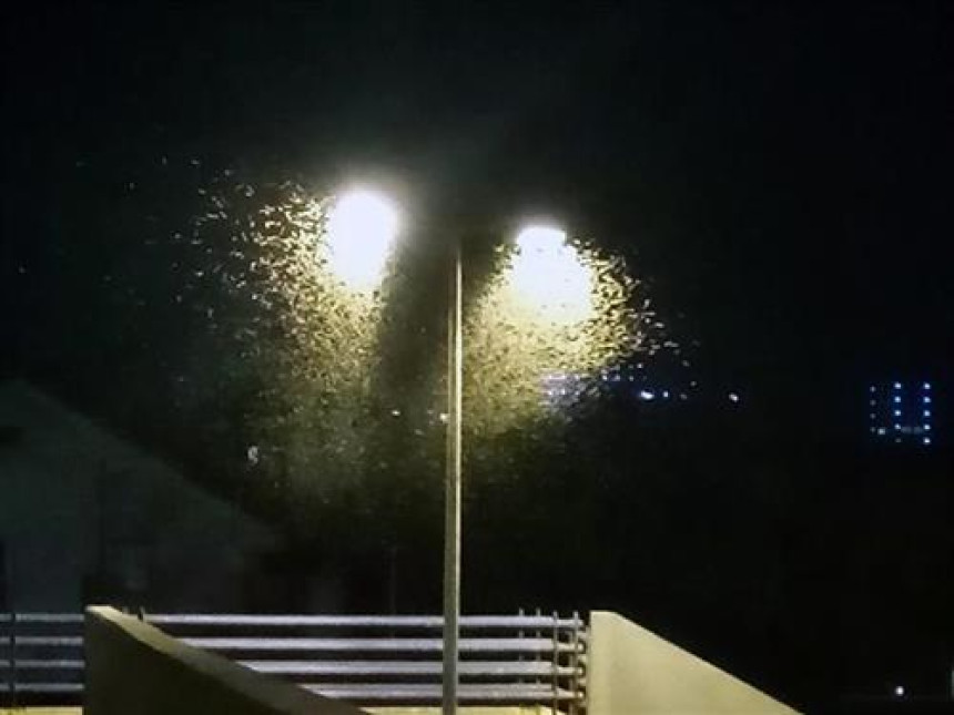 Banjaluku preplavili sitni zeleni skakavci