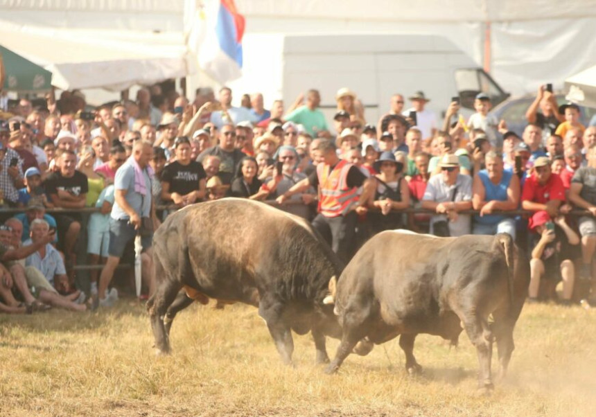 Kočićev zbor: Rogove ukrstili teškaši Roki i Mesi