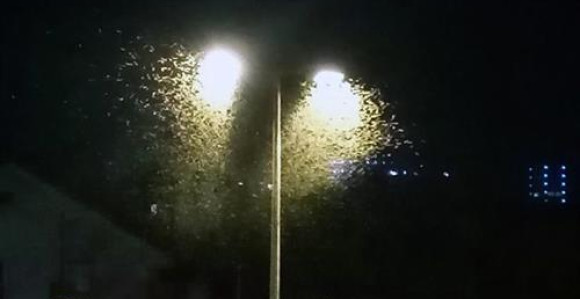 Бањалуку преплавили ситни зелени скакавци