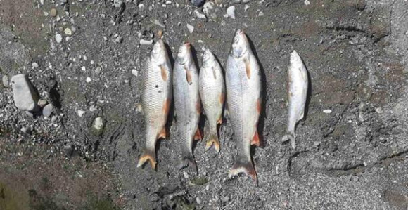 Pomor ribe u rijeci Bosni kod Vranduka