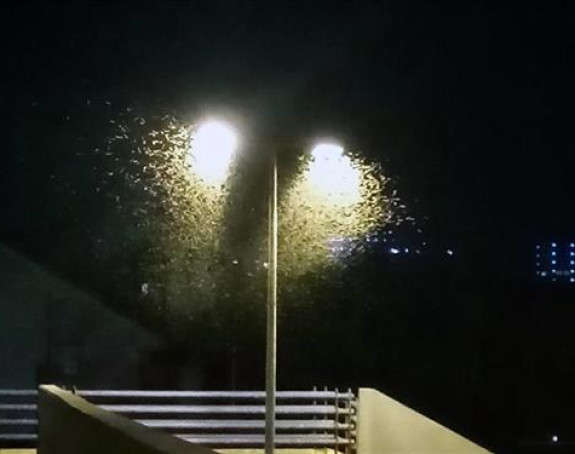 Banjaluku preplavili sitni zeleni skakavci