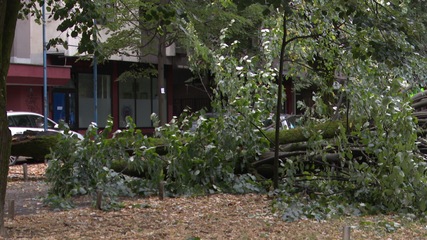 Banjaluka: Vjetar oborio stablo u Aleji Svetog Save