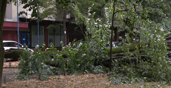 Banjaluka: Vjetar oborio stablo u Aleji Svetog Save