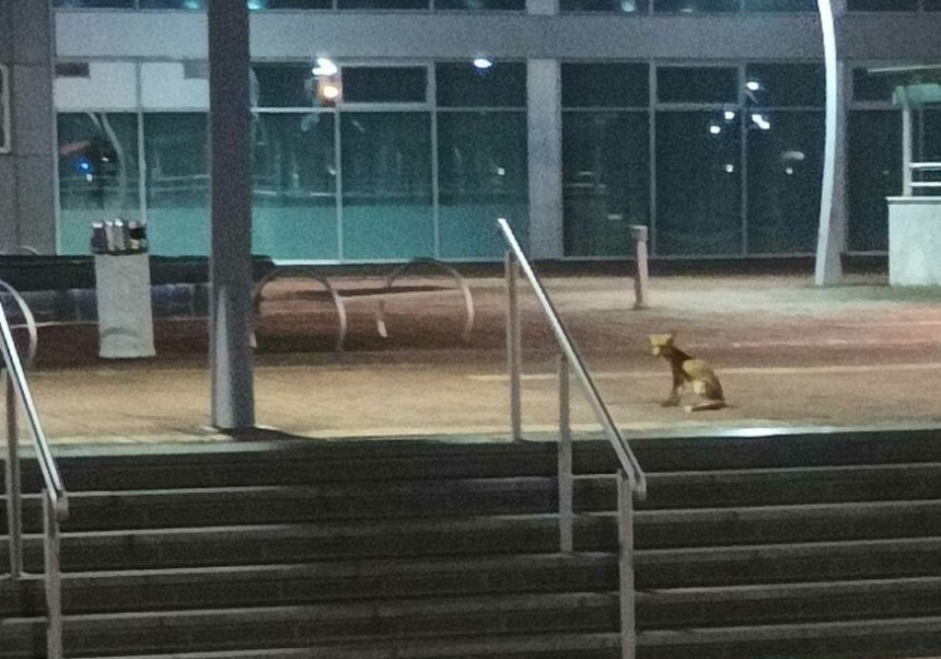 Lisica nekog čekala ispred zgrade Vlade Srpske