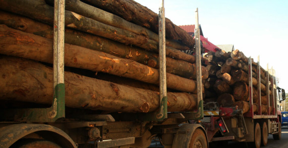 Šume Republike Srpske i ove godine klize u minus