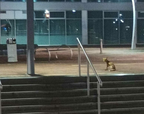 Lisica nekog čekala ispred zgrade Vlade Srpske