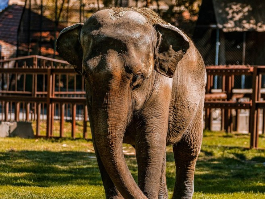 Uginula slonica Tvigi, miljenica Beogradskog zoo-vrta