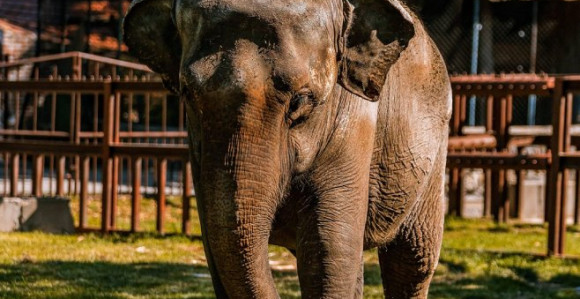Uginula slonica Tvigi, miljenica Beogradskog zoo-vrta