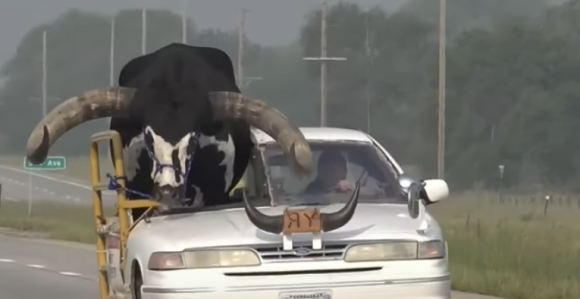 Vozio ogromnog bika u automobilu na suvozačevom mestu!