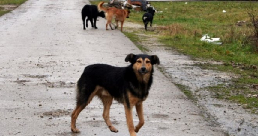 Пас напао дијете код школе, власнице побјегле