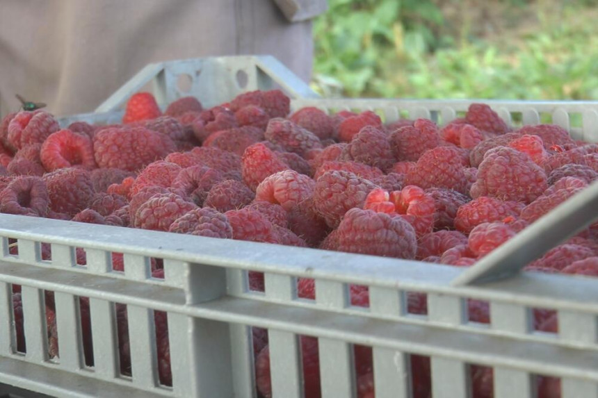 Od malina u RS više niko nema zarade