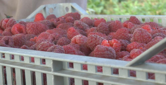 Od malina u RS više niko nema zarade