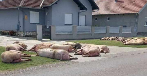 Lešine pobijenih svinja leže na ulici u Slavoniji