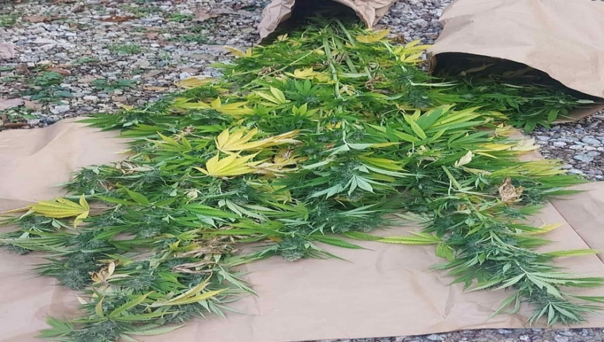 Kod Bratunca pronađena plantaža indijske konoplje