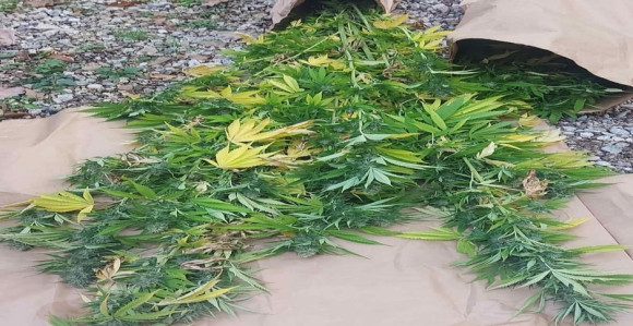 Kod Bratunca pronađena plantaža indijske konoplje