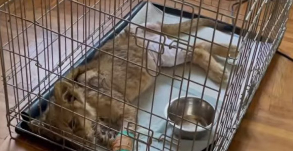 Mala lavica iz ZOO vrta na Paliću i dalje u teškom stanju ali se bori! (VIDEO)