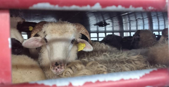 Za carinjenje prijavili ovce, a uvozili jagnjad