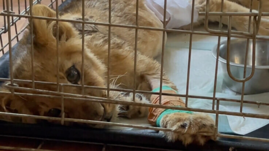 Tužne vijesti iz zoo-vrta: Uginula mlada lavica Kiki