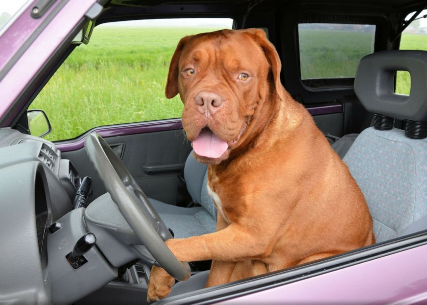 Pijani vozač ubijeđivao policiju da je pas vozio auto