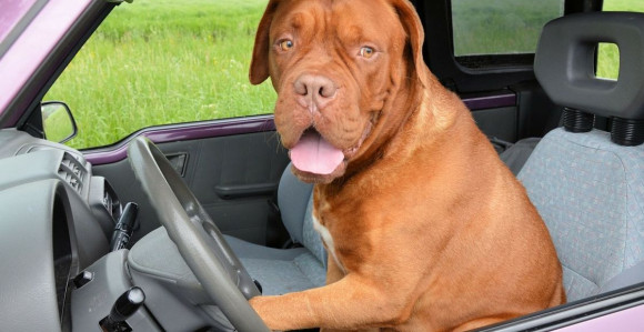 Pijani vozač ubijeđivao policiju da je pas vozio auto