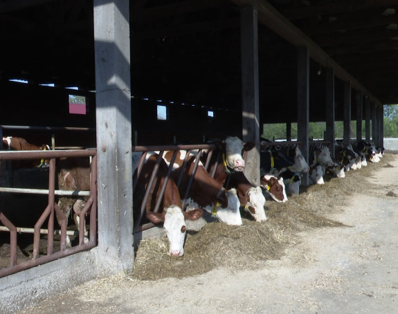 Mljekari u Srpskoj nezadovoljni: Iznos premije nedovoljan