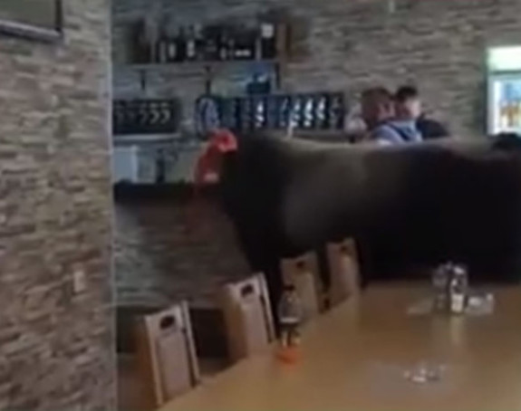 Jablan nakon koride "skoknuo" do kafane (VIDEO)