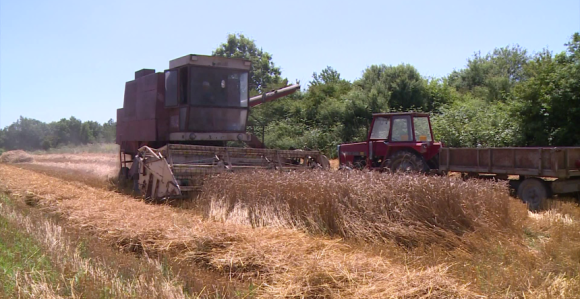 Ljeto u novembru pravi probleme poljoprivrednicima
