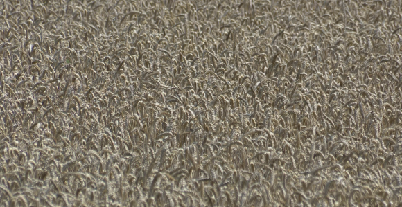 Tokom tri kvartala uvoz četiri puta veći od izvoza