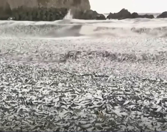 Неколико хиљада тона угинуле рибе на обалама Јапана