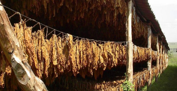 Proizvodnja duvana u BiH skoro potpuno propala