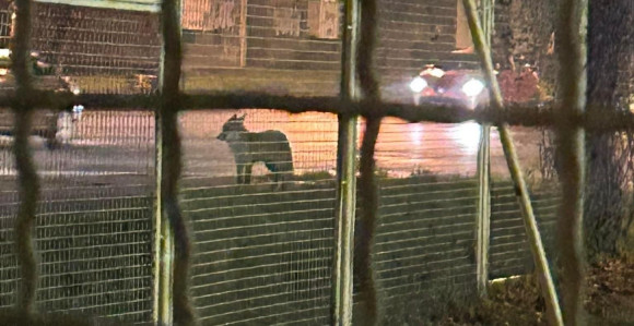 Lisica u šetnji Sarajevom: Viđena na Čengić Vili