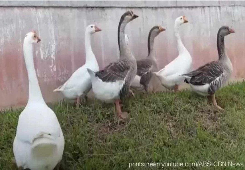 Guske postale čuvari zatvora u Brazilu!