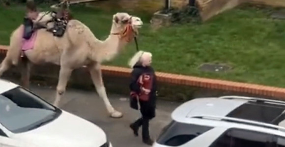 Žena u Londonu izvela kamilu u šetnju (VIDEO)