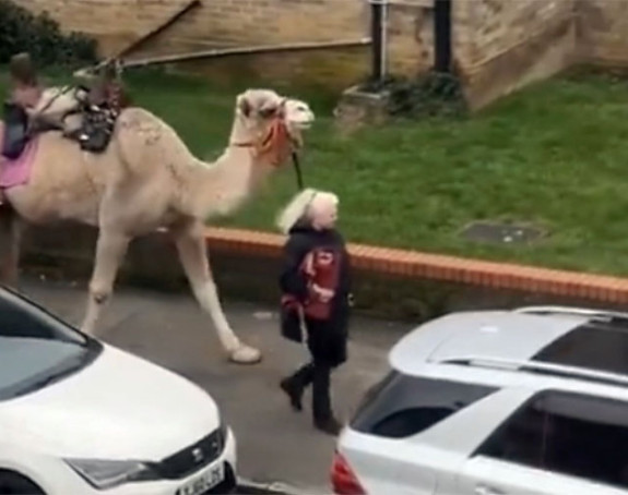 Žena u Londonu izvela kamilu u šetnju (VIDEO)