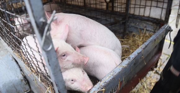 Farmeri traže novac, a ministar samo obećava