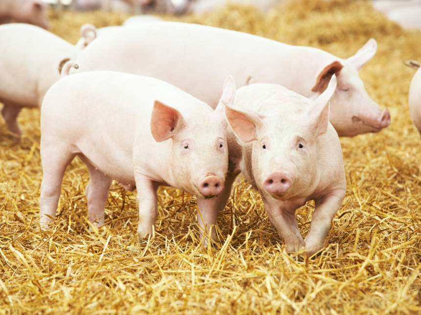 Pojeftinili prasići u Srpskoj, a ovo je nova cijena