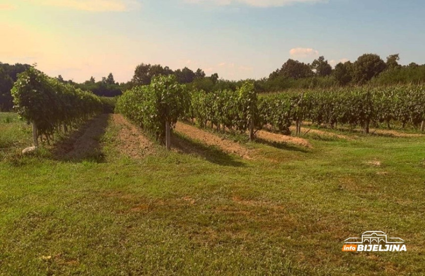 Semberac se vratio u zavičaj, uzgaja vinovu lozu