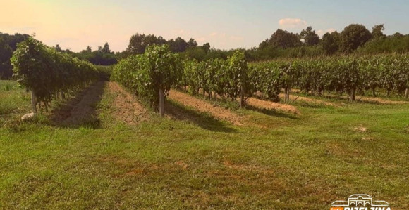 Semberac se vratio u zavičaj, uzgaja vinovu lozu