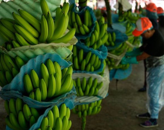 Zaplijenjeno 2,6 tona kokaina u tovaru banana