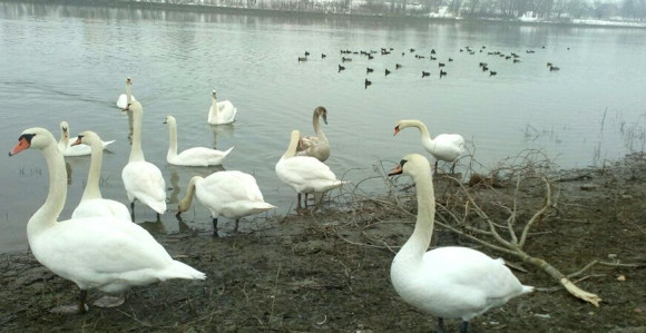 Ptičiji grip u Srpcu i Gradišci: Farme uvele mjere