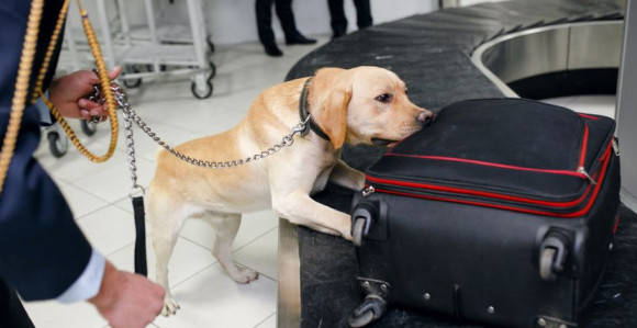 Carinski pas nanjušio, putnik rekao da je sušena riba a ustvari bilo ovo!