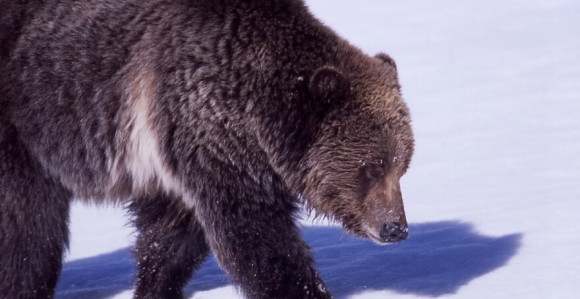 Medvjed ugrizao skijašicu za nogu na Šar-planini