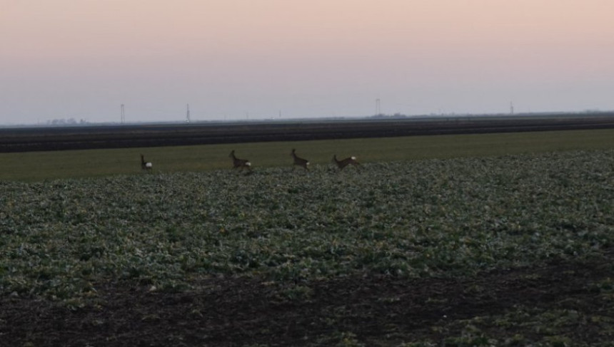 Nezapamćen pomor, sada nađene mrtve srne i srndaći
