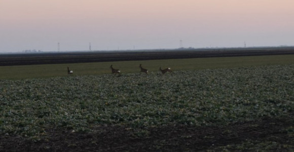 Nezapamćen pomor, sada nađene mrtve srne i srndaći