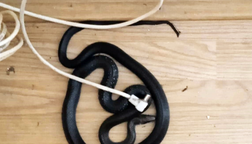 Zmija izašla iz utičnice u banjalučkoj firmi