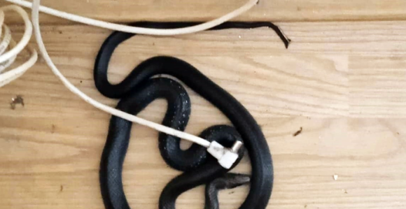 Zmija izašla iz utičnice u banjalučkoj firmi