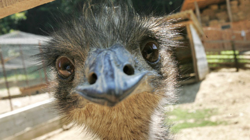 Noj pobegao iz ZOO vrta zbog ženke