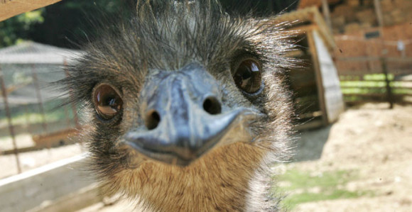 Noj pobegao iz ZOO vrta zbog ženke